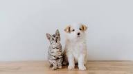 FurFamily